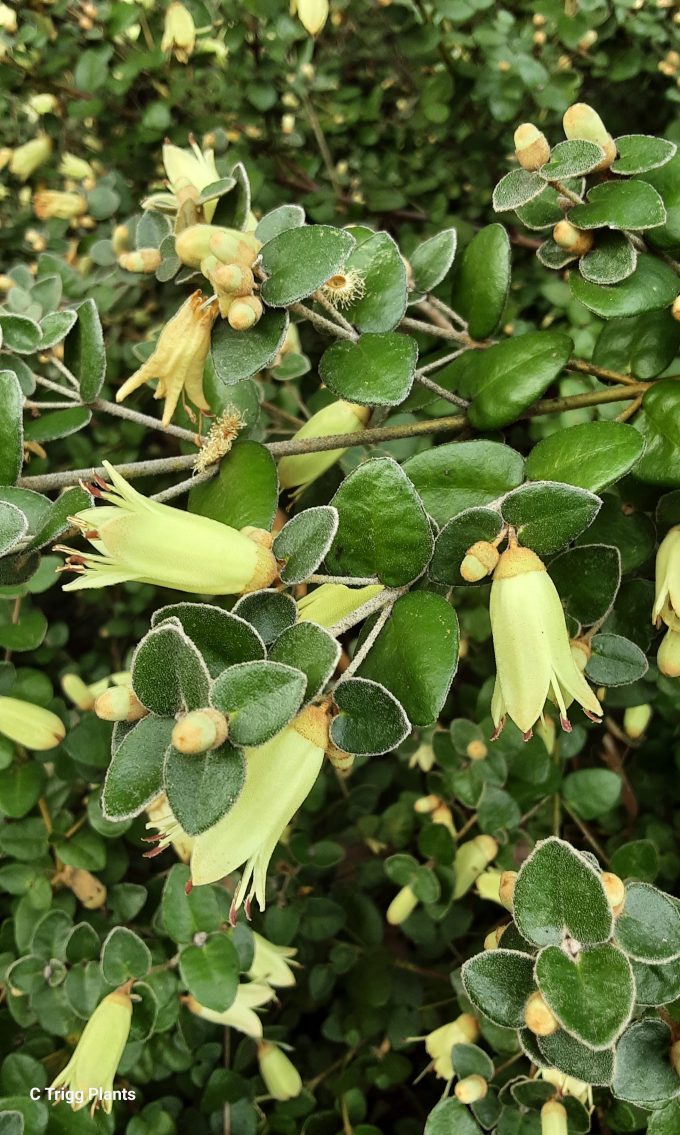 Correa Lemon Twist Australian native plant