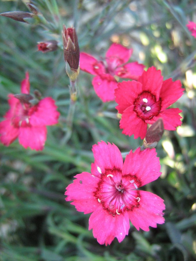 Dianthus deltoides Carmine Red - Perennial Plant