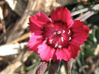 Dianthus deltoides Carmine Red Bare Rooted