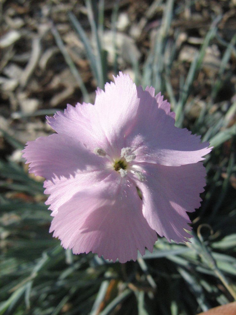 Dianthus graniticus - Perennial Plant