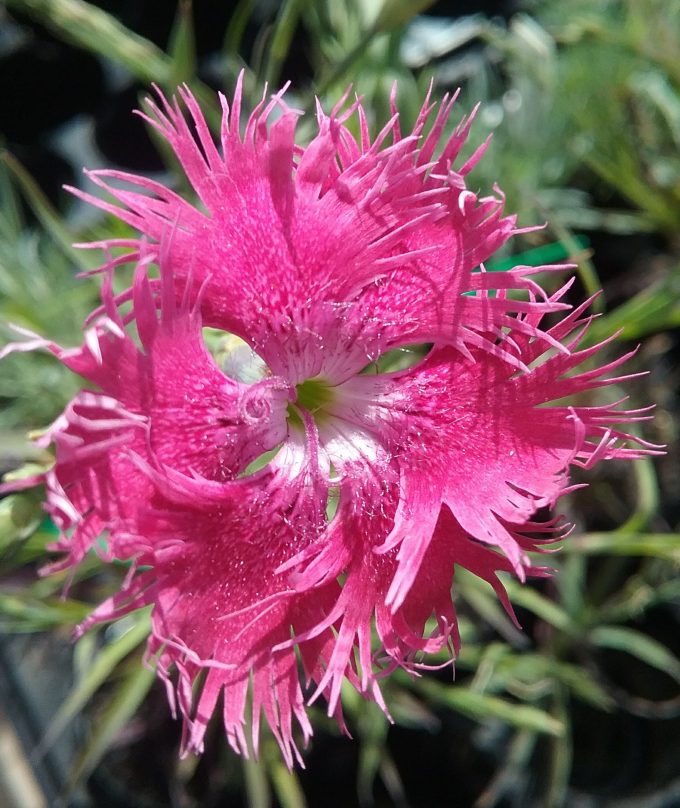 Dianthus superbus dark pink - Perennial Plant