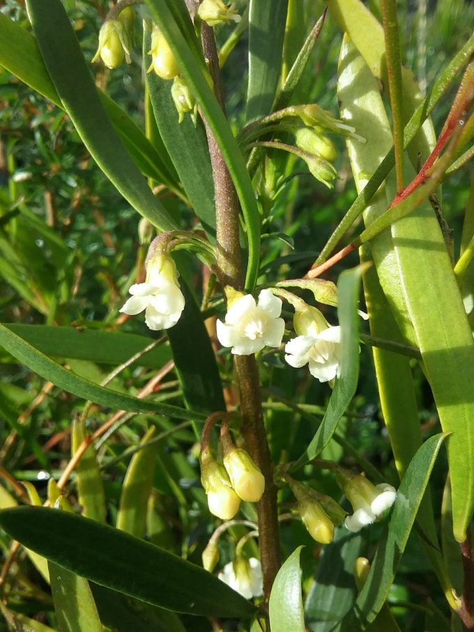 Eremophila deserti - Australian Native Plant