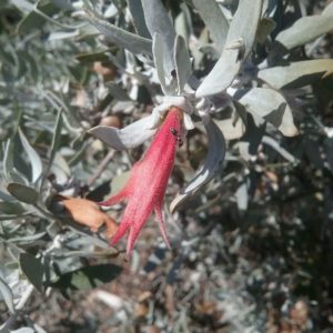Eremophila glabra Canning Stock Route - Australian Native Plant