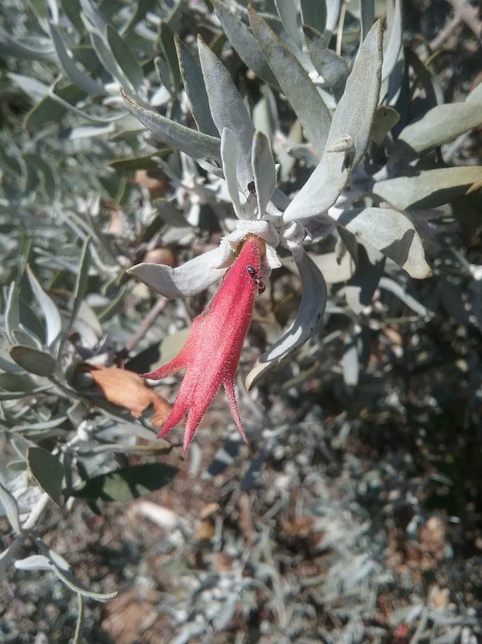 Eremophila glabra Canning Stock Route - Australian Native Plant