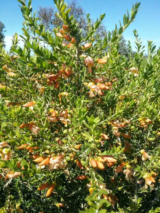 Eremophila maculata apricot - Australian Native Plant