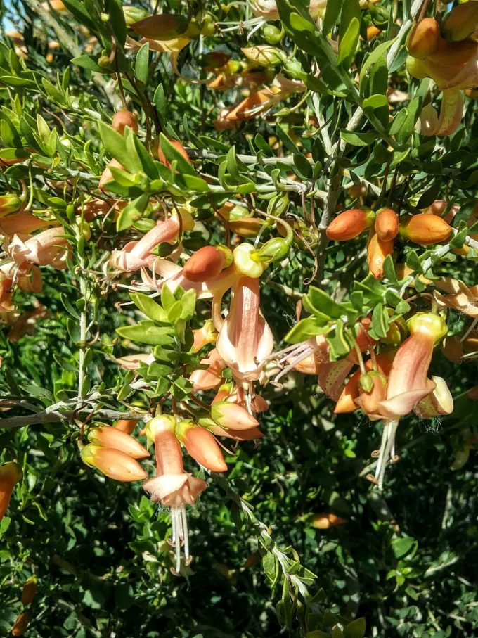 Eremophila maculata apricot - Austraalian Native Plant