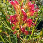 Grevillea Firesprite - Australian Native Plant