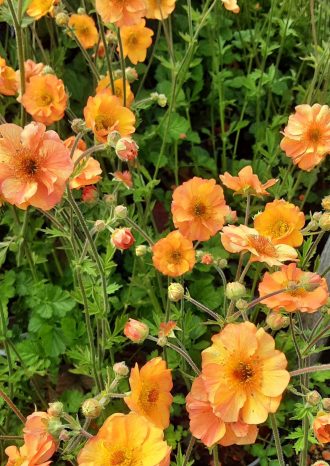Geum Alabammer Slammer Perennial plant