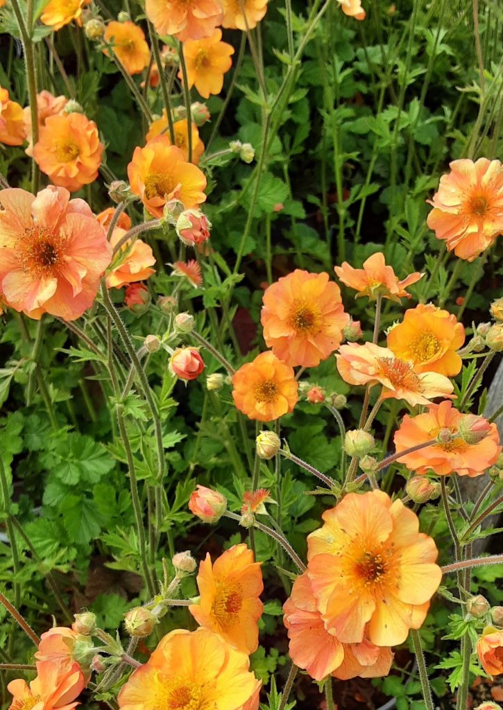 Geum Alabamma Slammer in 68mm Super Tube – Trigg Plants