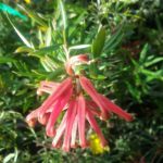 Grevillea Poorinda Constance - Australian Native Plant