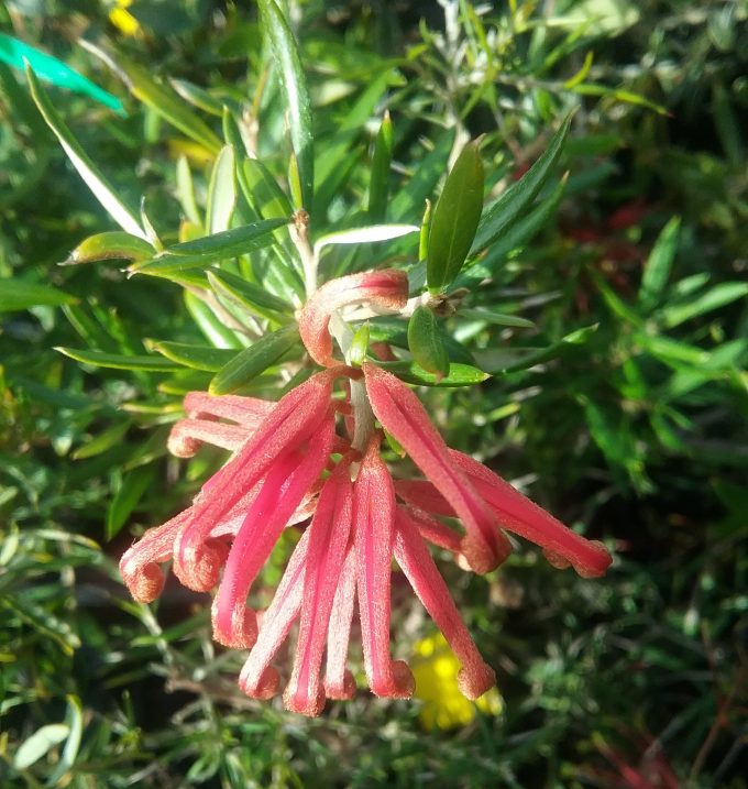 Grevillea Poorinda Constance - Australian Native Plant