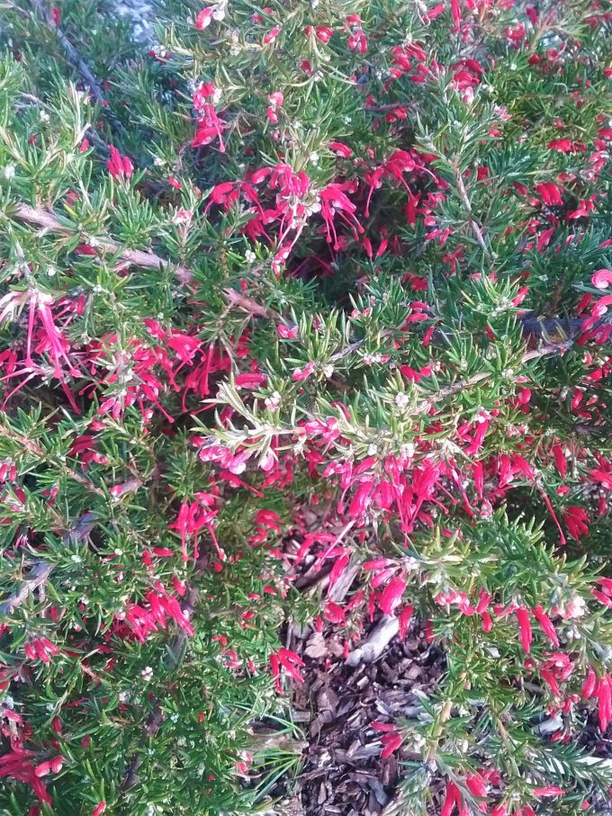 Grevillea lavandulacea Mount Hayfield form - Australian Native Plant