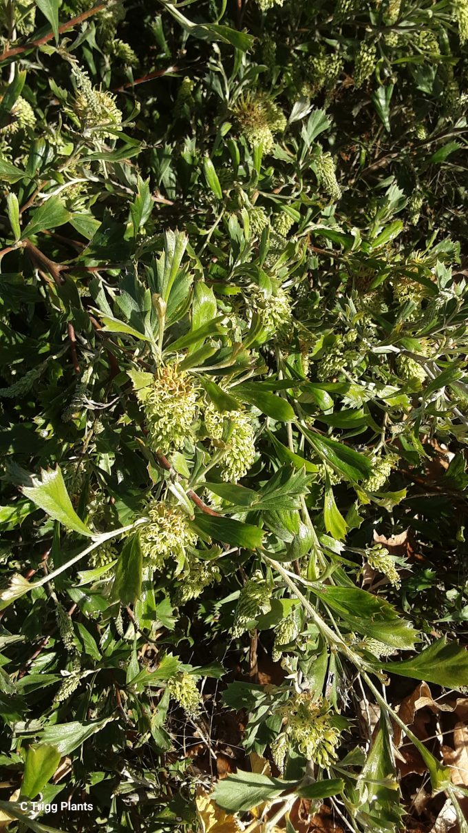 Grevillea manglesioides Australian native plant