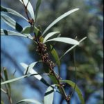 Hakea hookeriana - Australian Native Plant