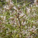 Hakea polyanthema - Australian Native Plant