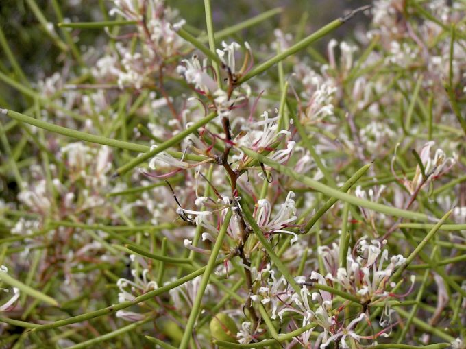 Hakea polyanthema - Australian Native Plant