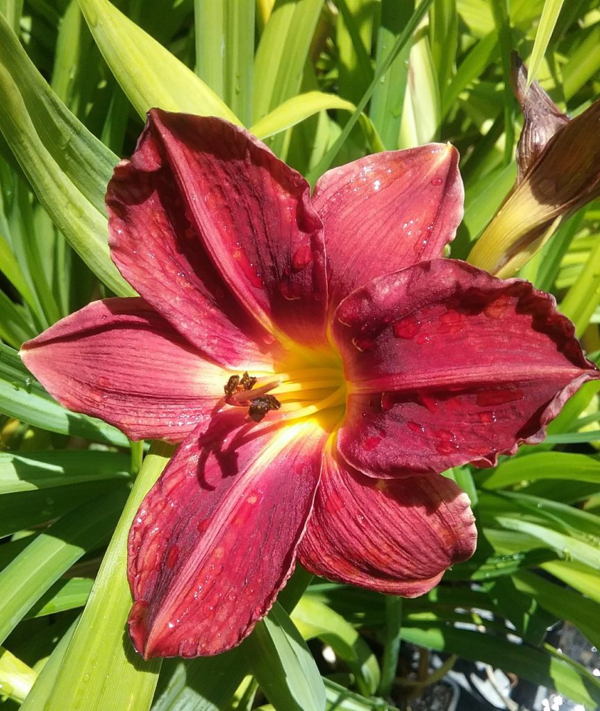 Hemerocallis Seeing Red