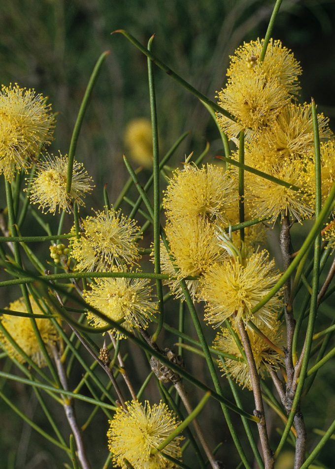 Melaleuca uncinata - Australian Native Plant