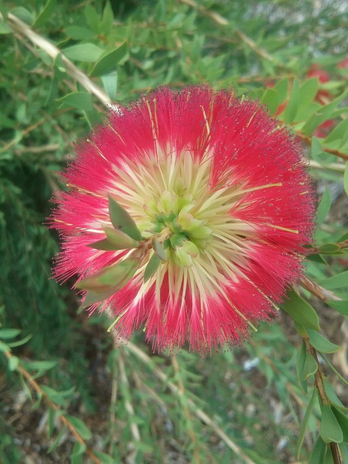 Melaleuca macronychia - Australian Native Plant