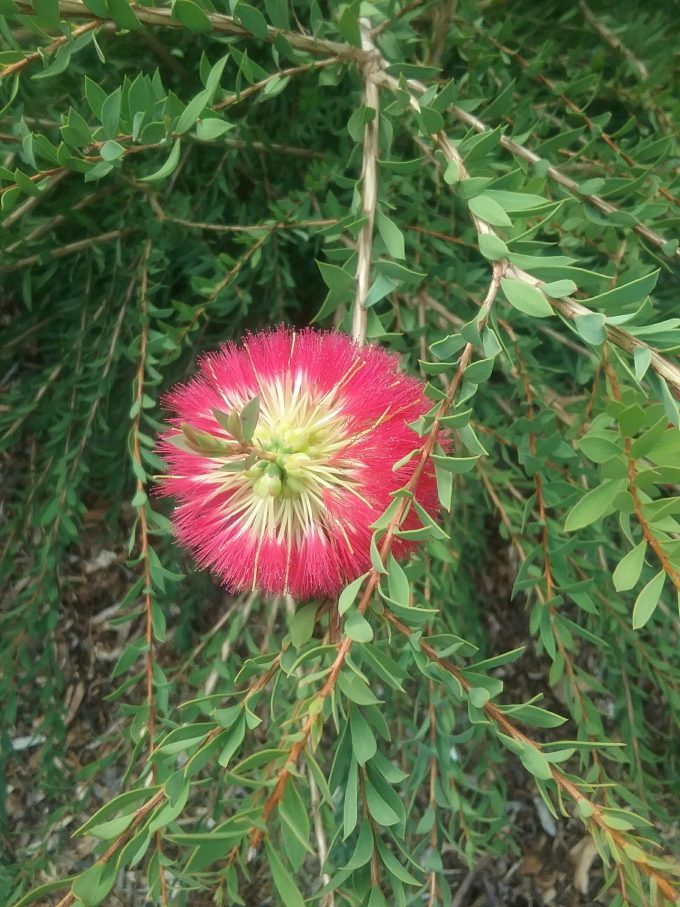 Melaleuca macronychia - Australian Native Plant