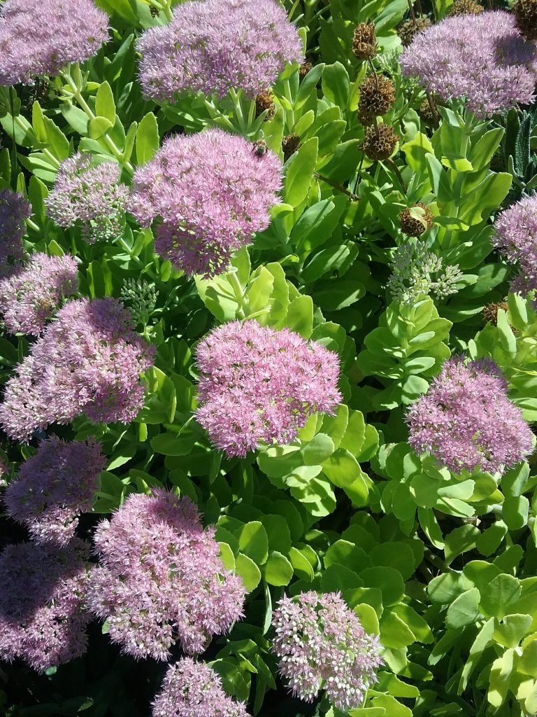 Sedum Mini Joy
