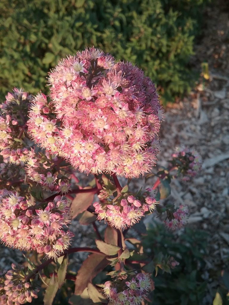 Sedum telephium Strawberries N Cream