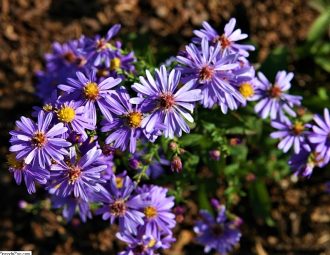 Aster laevis Orpheus (Easter Daisy) Bare Rooted