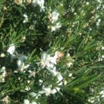 Westringia dampieri - Australian Nativa Plant