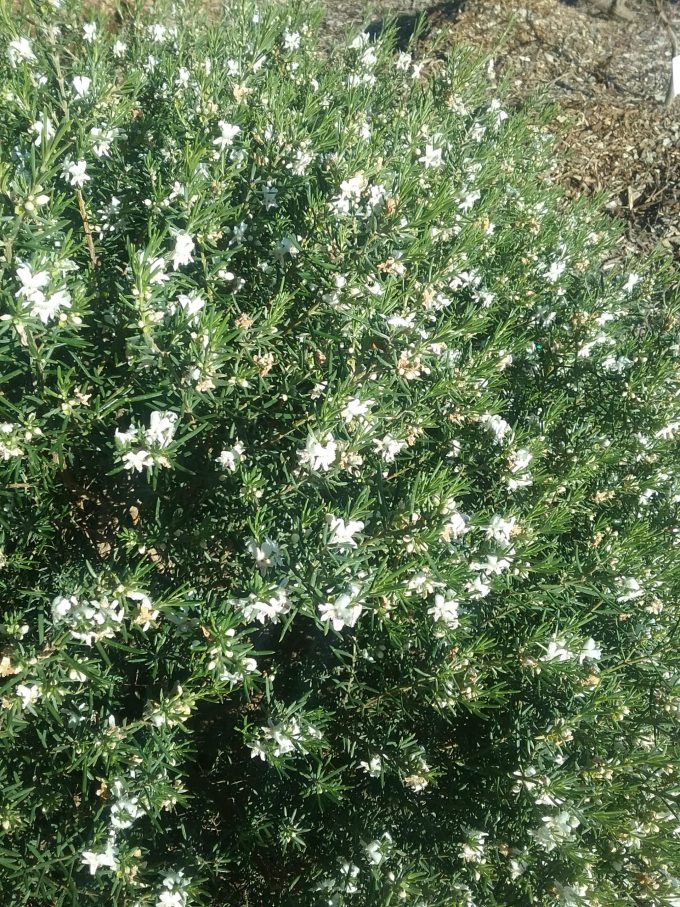 Westringia dampieri - Australian Native Plant