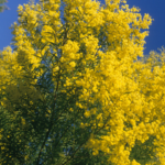 Acacia boormanii - Australian Native Plant