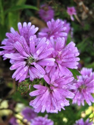 Aster Miffs Magic (Easter Daisy) in 68mm Super Tube