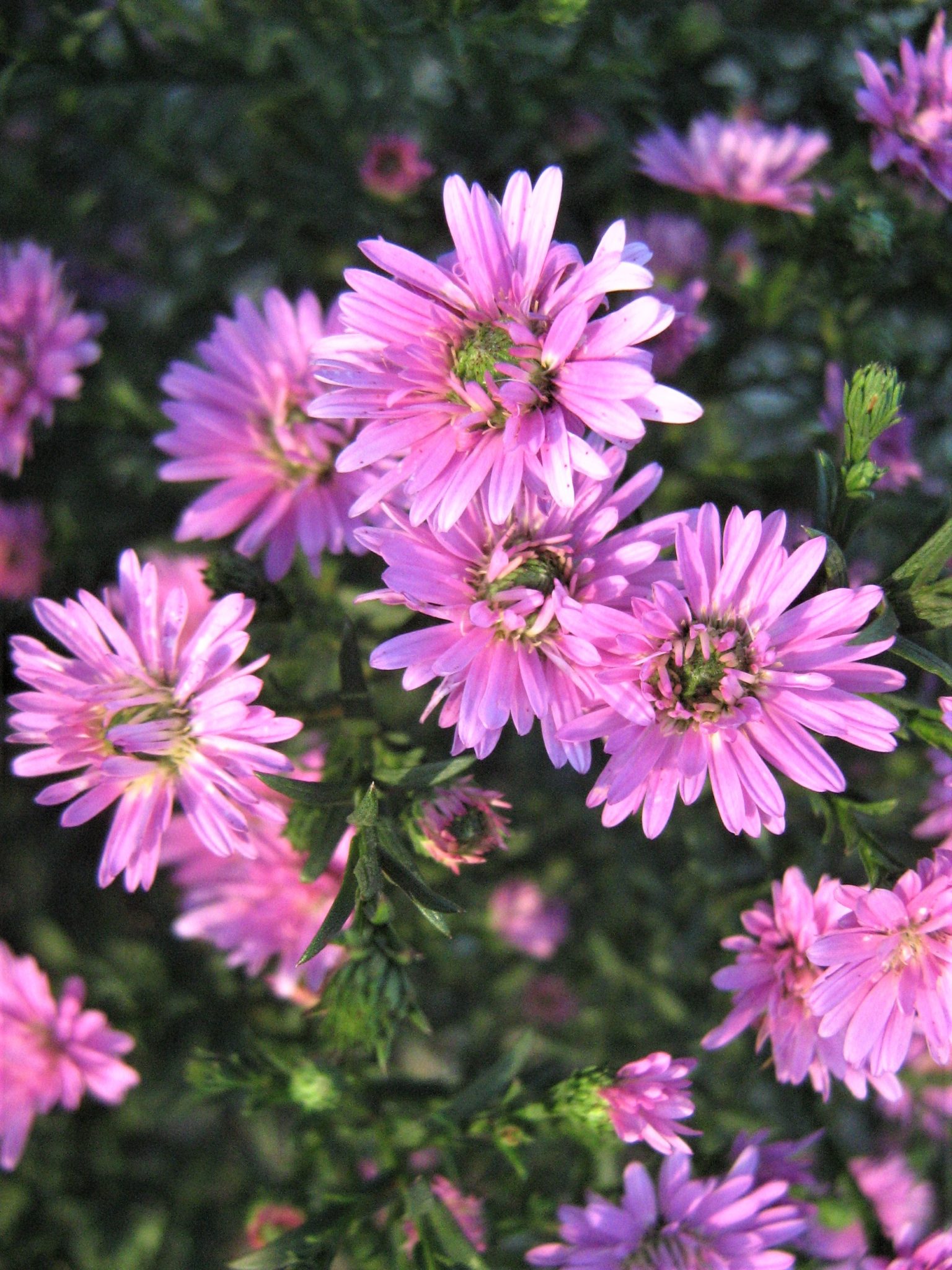 Aster Ruby Buttons (Easter Daisy) Bare Rooted – Trigg Plants