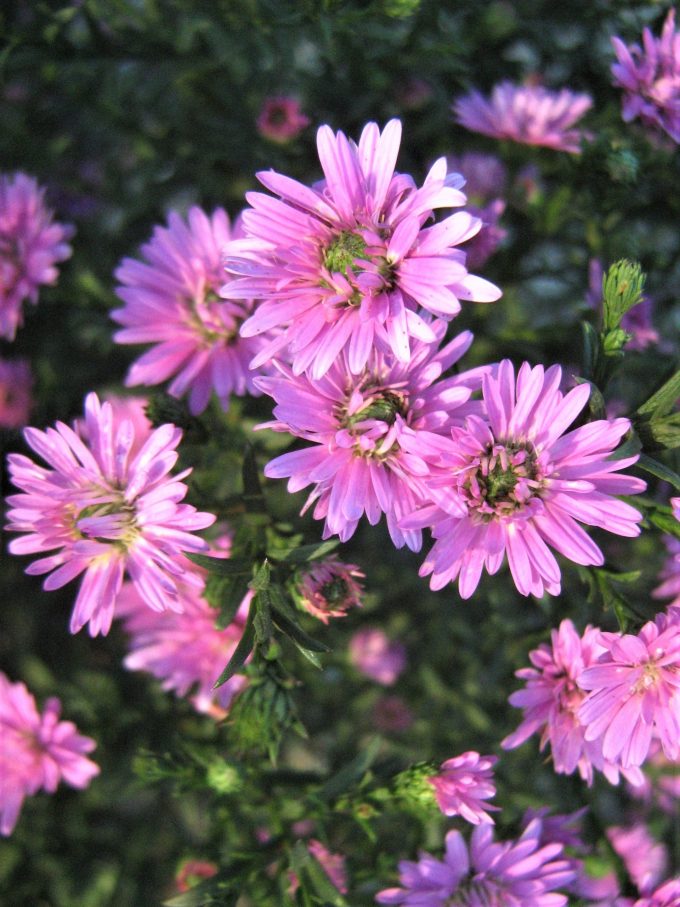 Aster Ruby Buttons - Perennial Plant