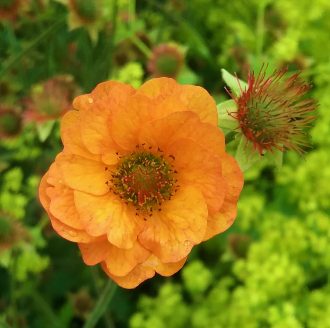 Geum Alabamma Slammer - Perennial Plant