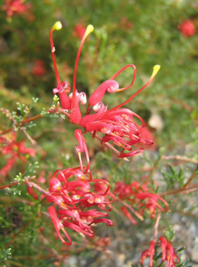Grevillea acropogon - Australian Native Plant