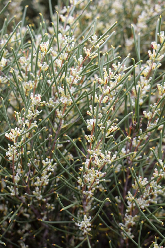 Hakea adnata - Australian Native Plant
