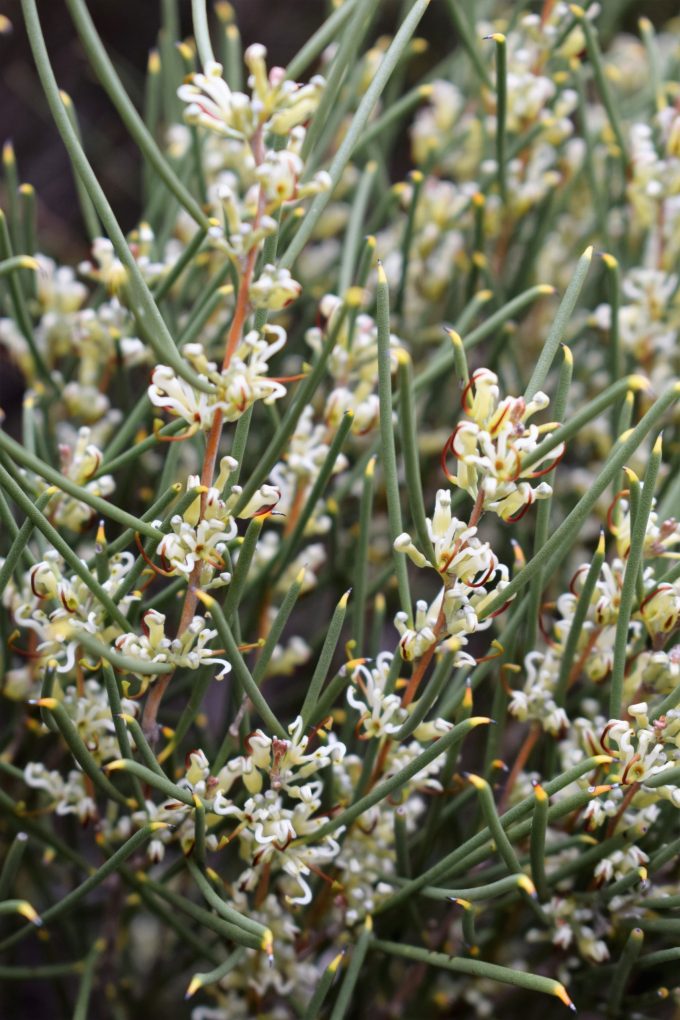 Hakea adnata - Australian Native Plant