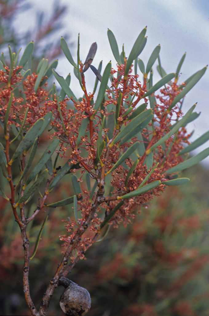 Hakea incrassata - Australian Native Plant