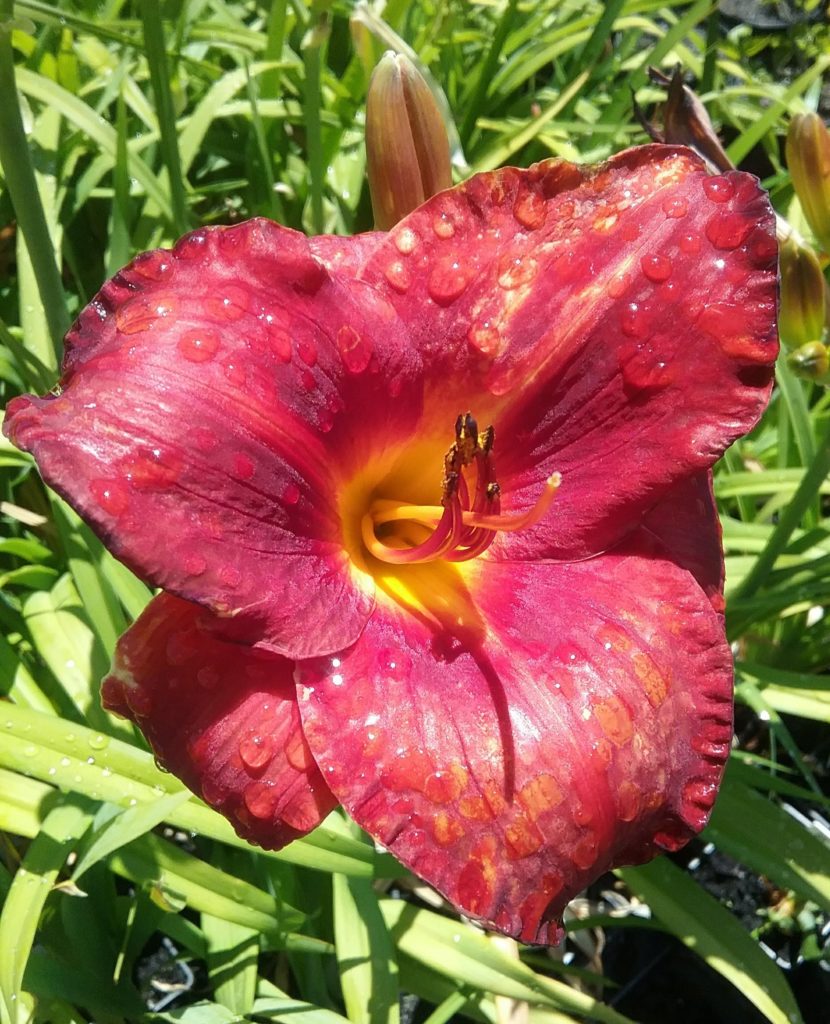 Hemerocallis Aztec Chalice