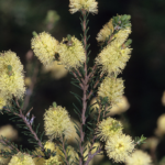 Melaleuca pustulata - Australian Native Plant