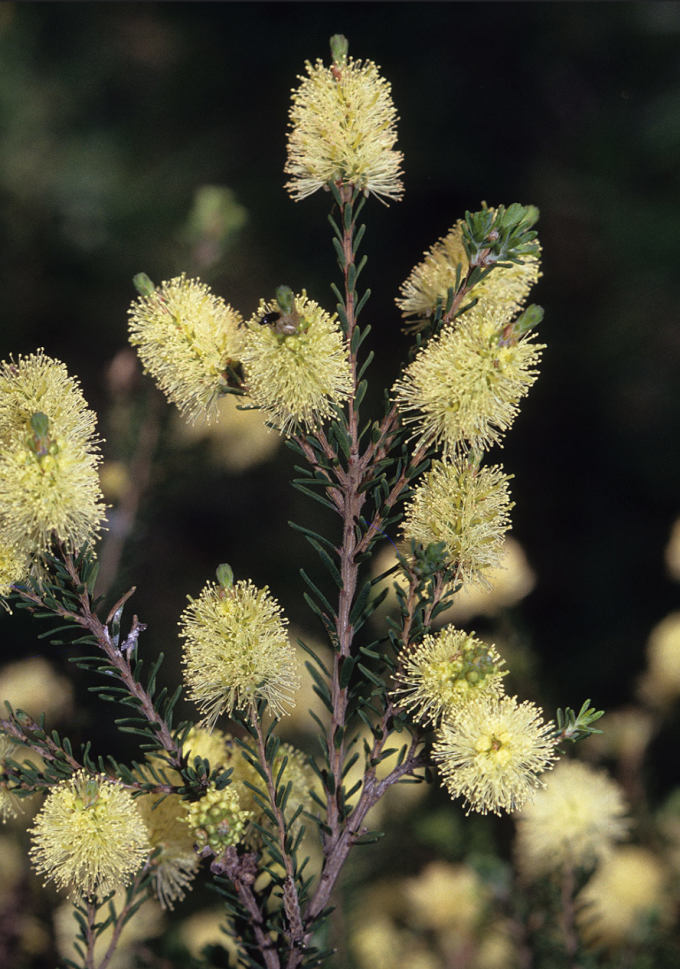 Melaleuca pustulata - Australian Native Plant