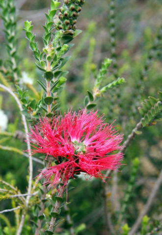 Regelia ciliata - Australian Native Plant