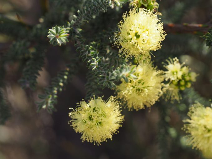 Kunzea ericifolia - Australian Native Plant