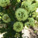 Kunzea montana - Australian Native Plant