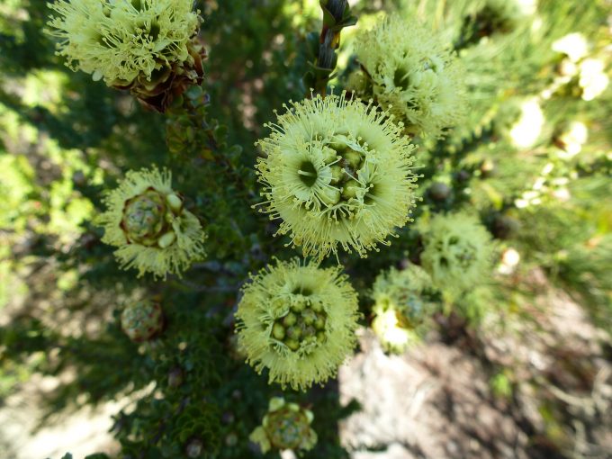 Kunzea montana - Australian Native Plant