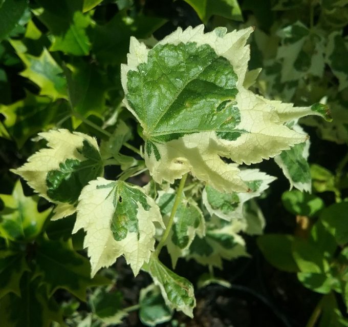 Abutilon Souvenire de Bonn - Perennial Plant