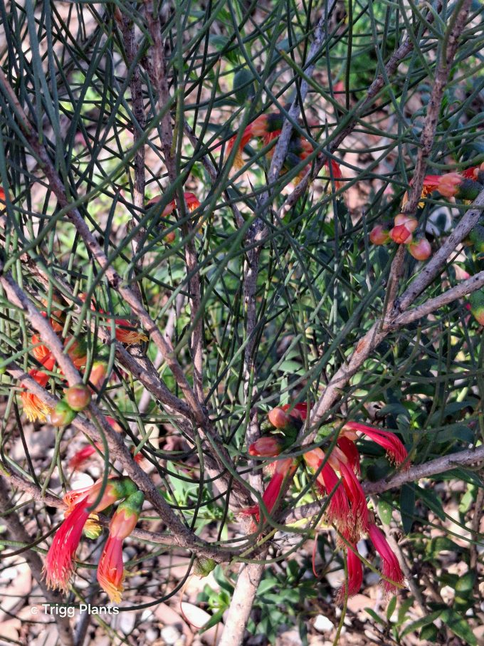 Calothamnus oldfieldii in 50mm Forestry Tube – Trigg Plants