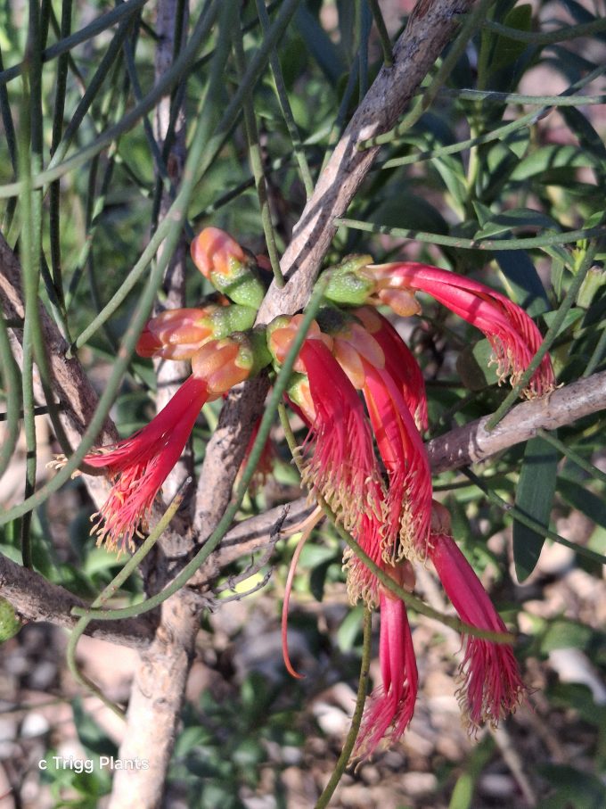 Calothamnus oldfieldii Australian native plant