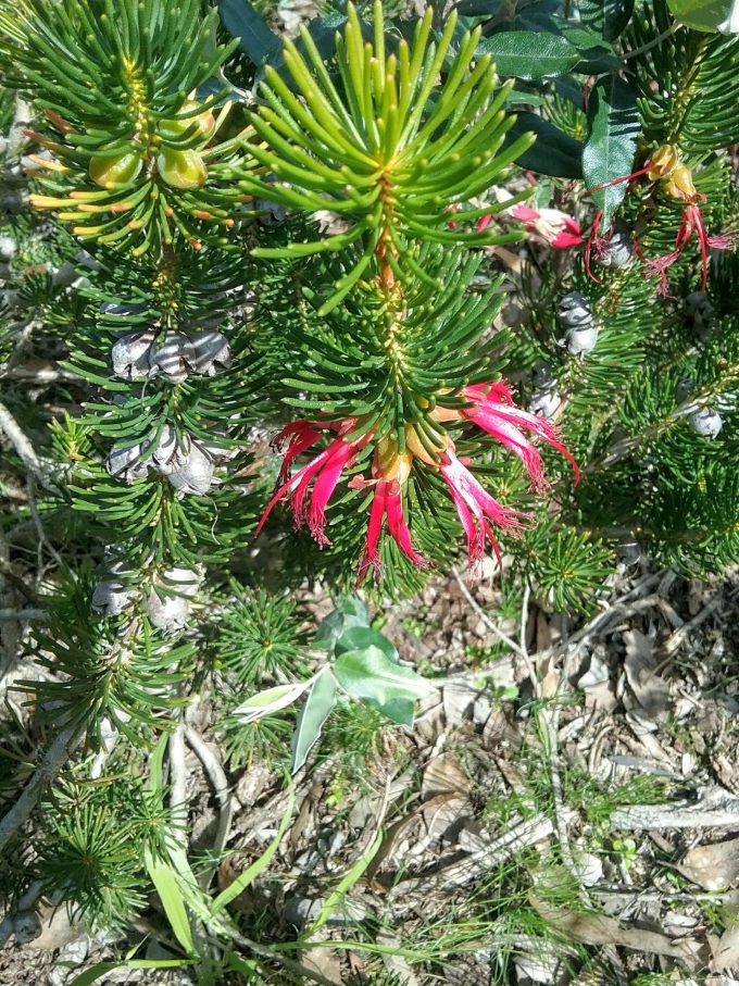 Calothamnus rupestris - Australian Native Plant