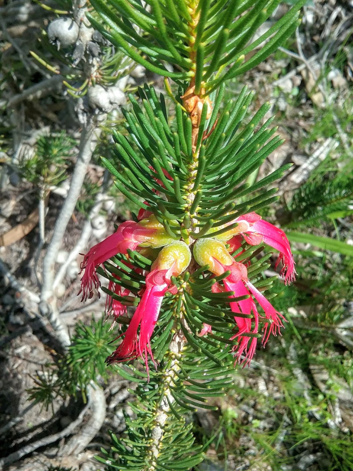 Calothamnus rupestris 30 seeds – Trigg Plants